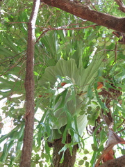 Platycerium superbum