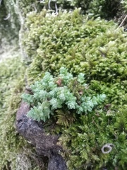 Sedum borissovae