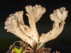 Clavulina rugosa