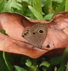 Ypthima huebneri