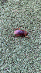 Periplaneta americana