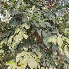Magnoliopsida