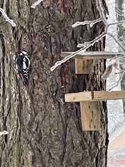 Dendrocopos major