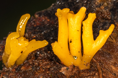 Calocera