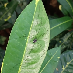 Phalangioidea