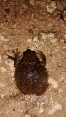 Kaloula baleata