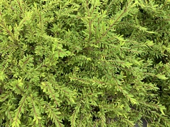 Phyllanthus myrtifolius