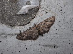 Eupithecia