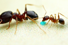 Pheidole