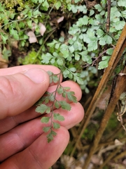 Asplenium hookerianum