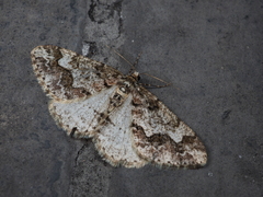 Pseuderannis amplipennis