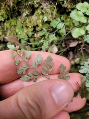 Asplenium hookerianum