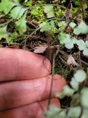 Asplenium hookerianum