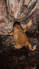 Kaloula baleata