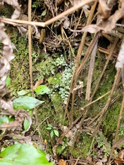 Asplenium hookerianum