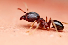Pheidole