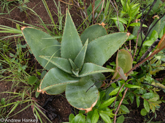 Aloe simii