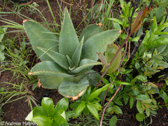 Aloe simii