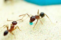Pheidole