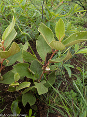 Diospyros galpinii