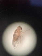 Drosophila busckii
