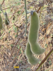 Mucuna pruriens