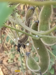 Mucuna pruriens