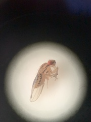 Drosophila busckii
