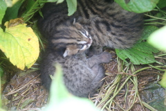 Prionailurus javanensis