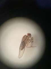 Drosophila busckii