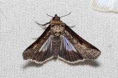 Lophoptera vittigera