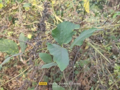 Mucuna pruriens