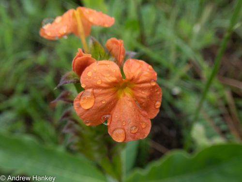 Bushveld Crossandra (Crossandra greenstockii)