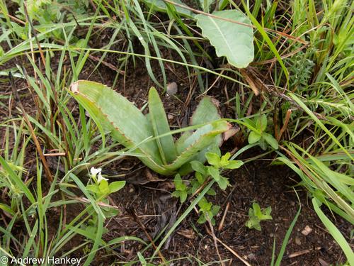 Aloe simii, photograph 6