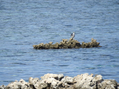 Ichthyaetus leucophthalmus