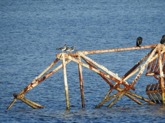 Ichthyaetus leucophthalmus
