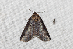 Lophoptera vittigera