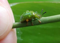 Calomela pallida