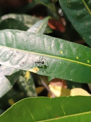 Myrmhopla