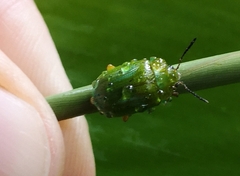 Calomela pallida