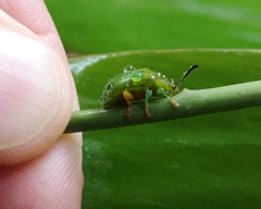 Calomela pallida