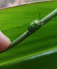 Calomela pallida