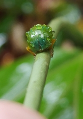Calomela pallida