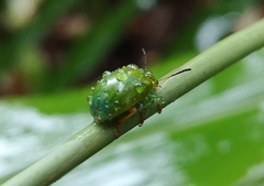 Calomela pallida