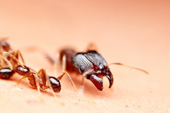 Pheidole