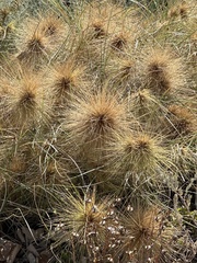 Spinifex