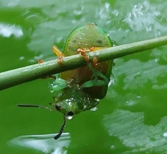 Calomela pallida