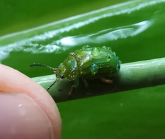 Calomela pallida