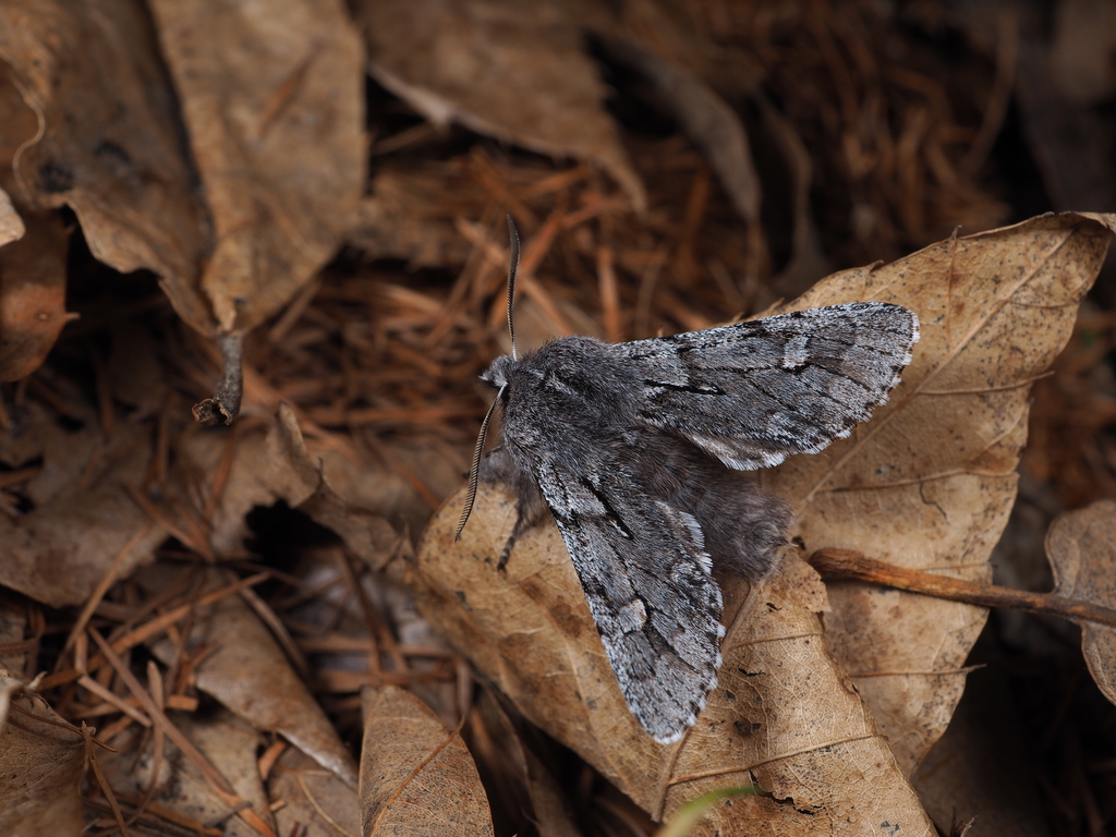 Brachionycha sajana