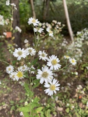 Aster baccharoides